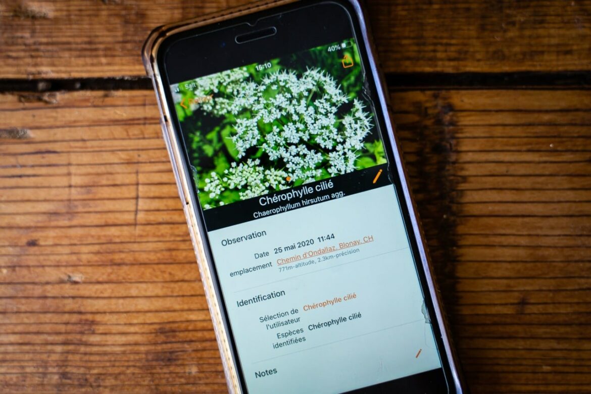 Quelle application gratuite pour reconnaître les plantes en français ?