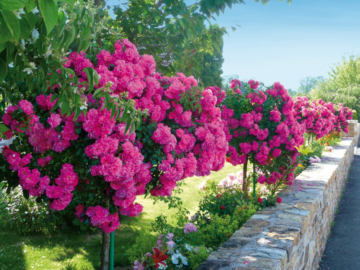 Quelle bordure pour haie ?