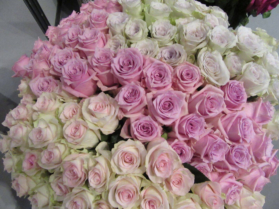 Quelle couleur de rose pour remercier ?