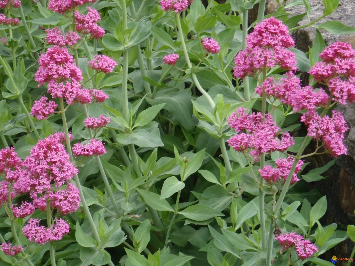 Quelle est cette fleur gratuit ?