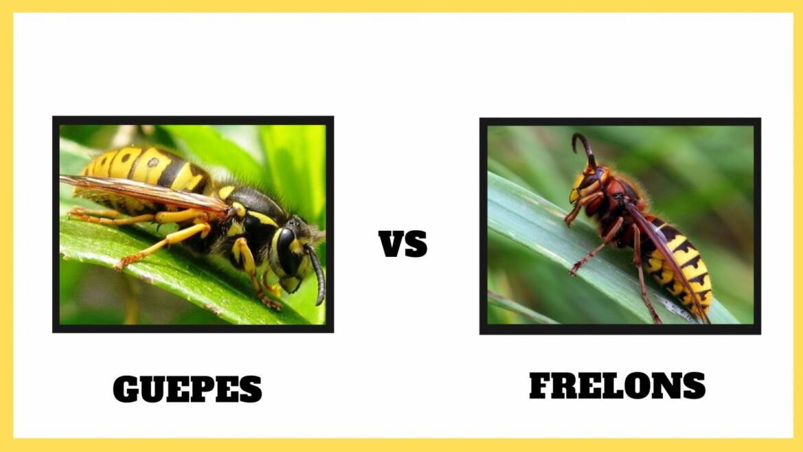 Quelle est la différence entre une guêpe et un frelon ?