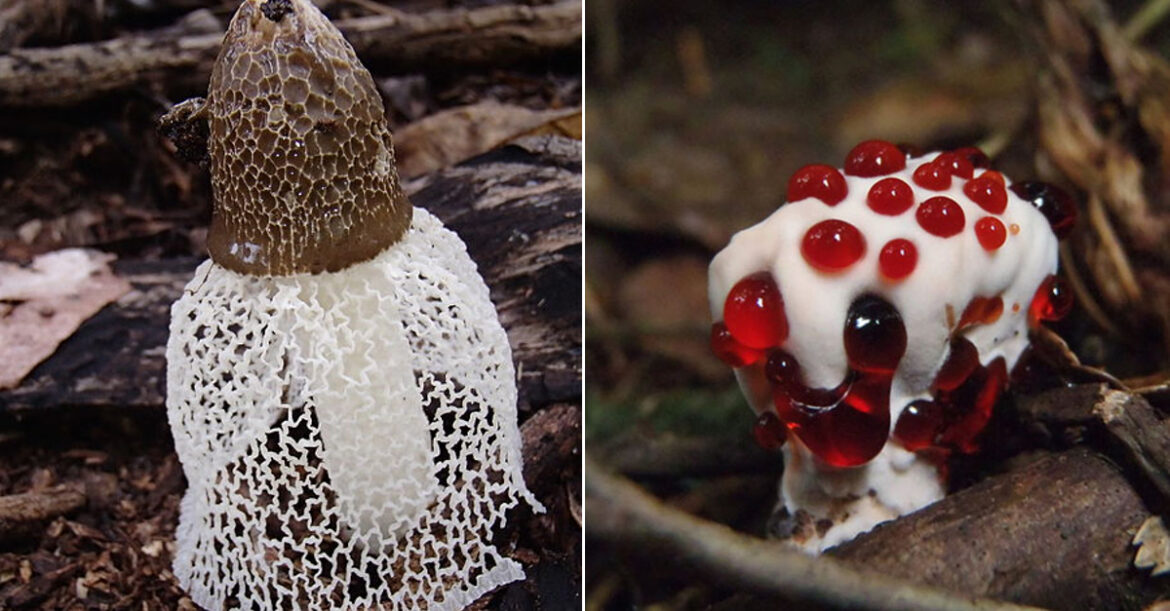 Quelle est la famille des champignons ?