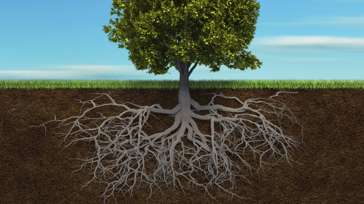 Quelle est la longueur des racines des arbres ?