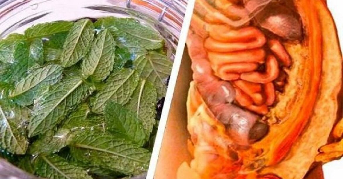 Quelle est la meilleure plante pour nettoyer le foie ?