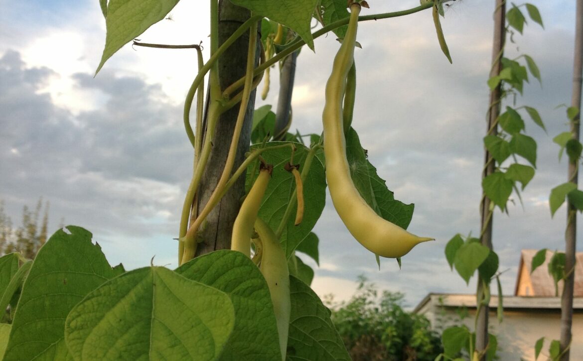 Quelle est la meilleure variété de haricot vert ?