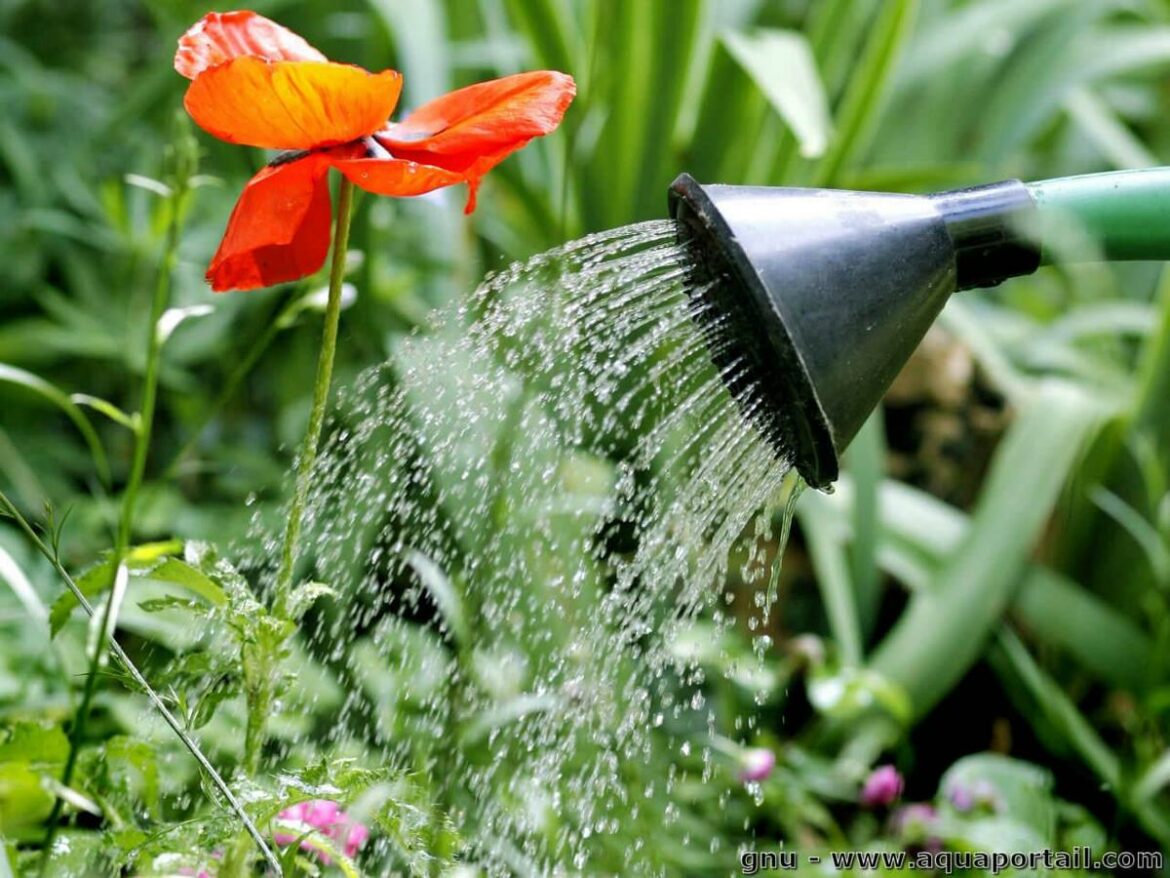Quelle est la plante que l'on arrose jamais ?