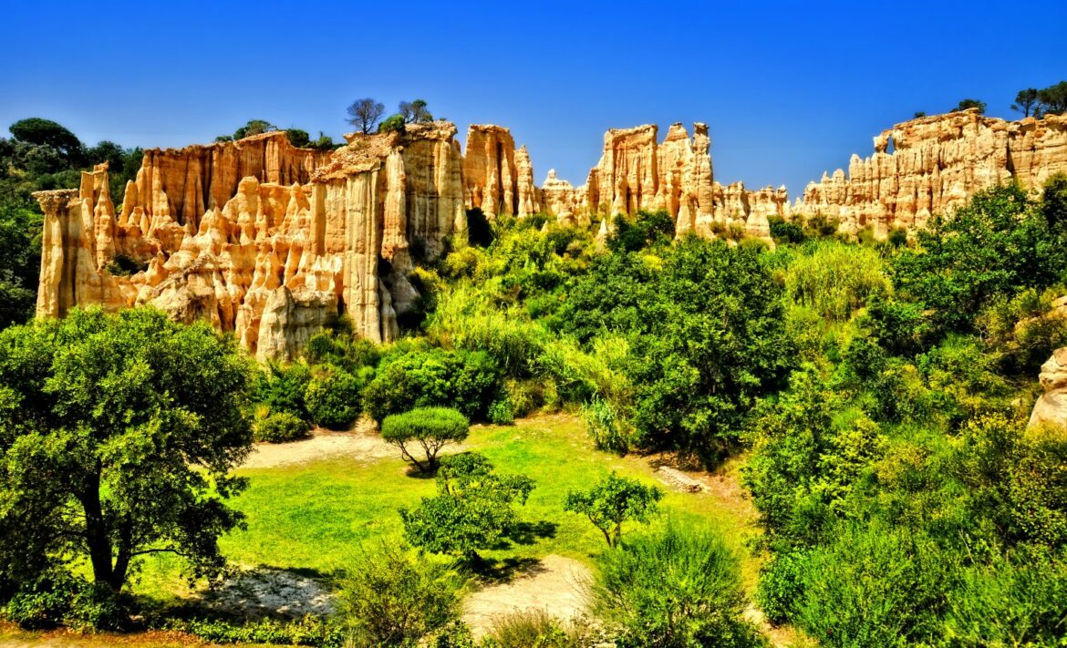 Quelle est la plus belle plante ?