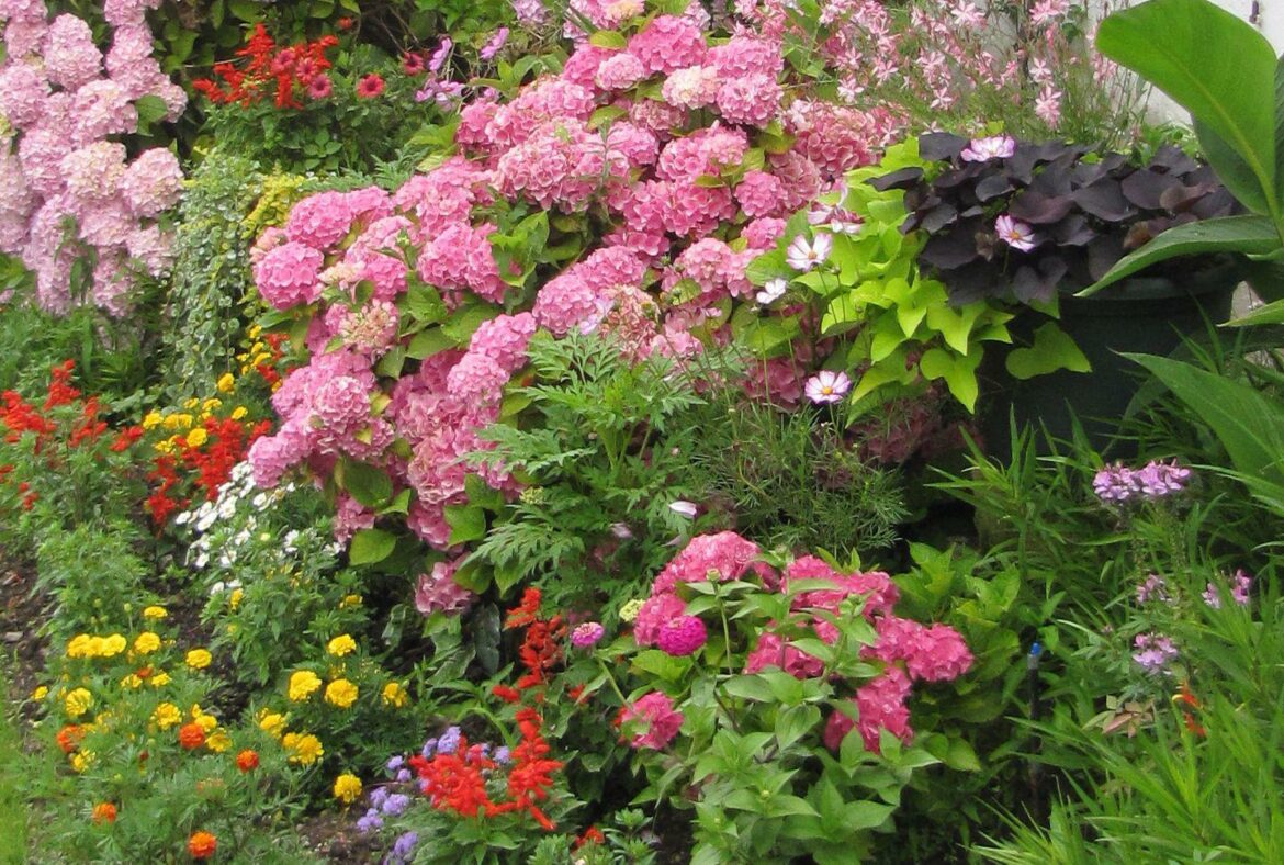 Quelle est la saison des hortensias ?