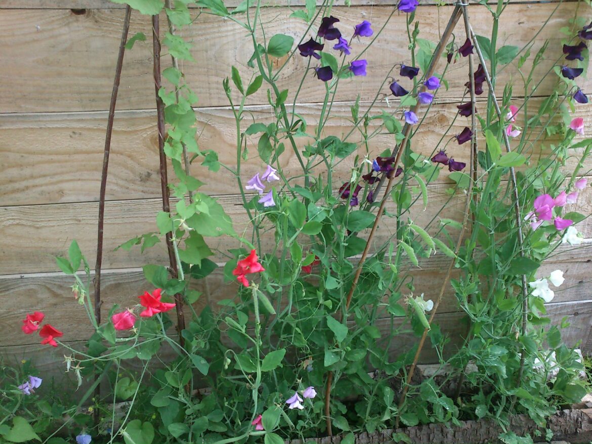 Quelle est la symbolique du Pois-de-senteur ?