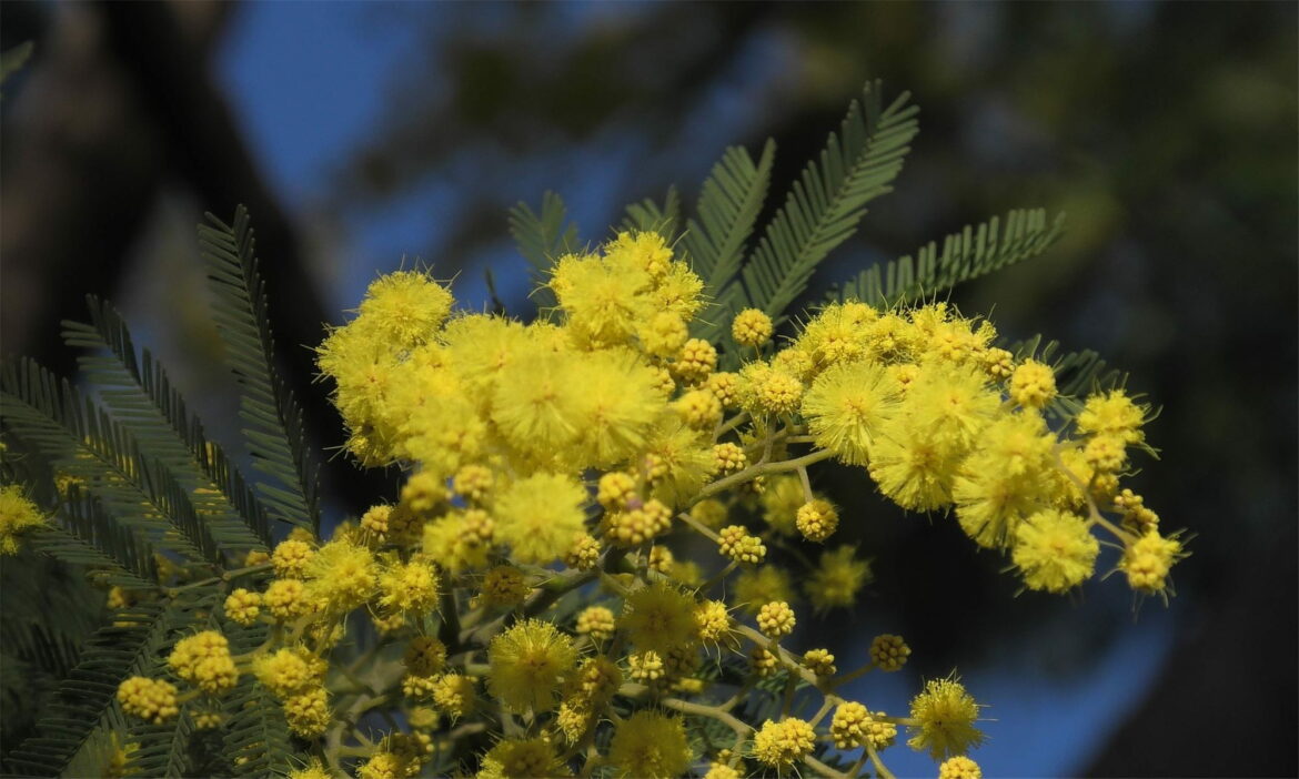Quelle est la symbolique du mimosa ?