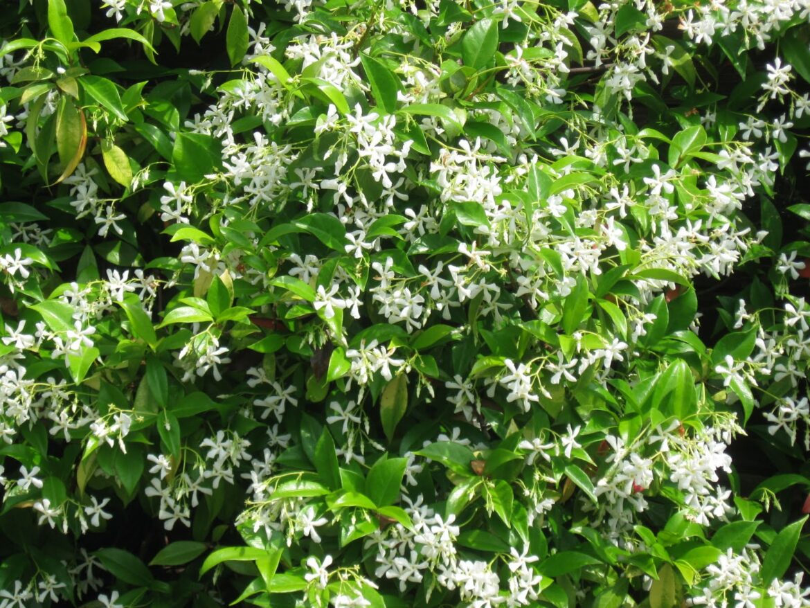 Quelle exposition pour le jasmin étoilé ?