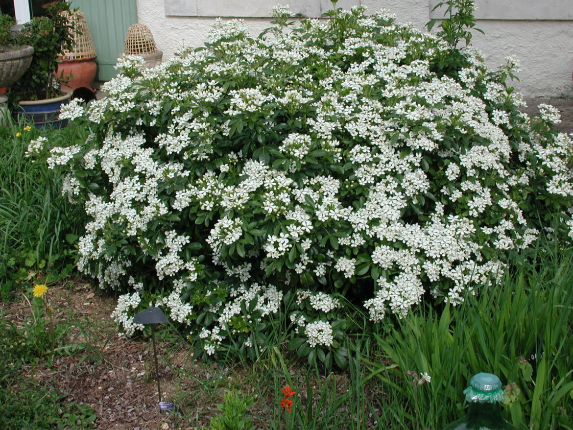 Quelle exposition pour un oranger en pot ?