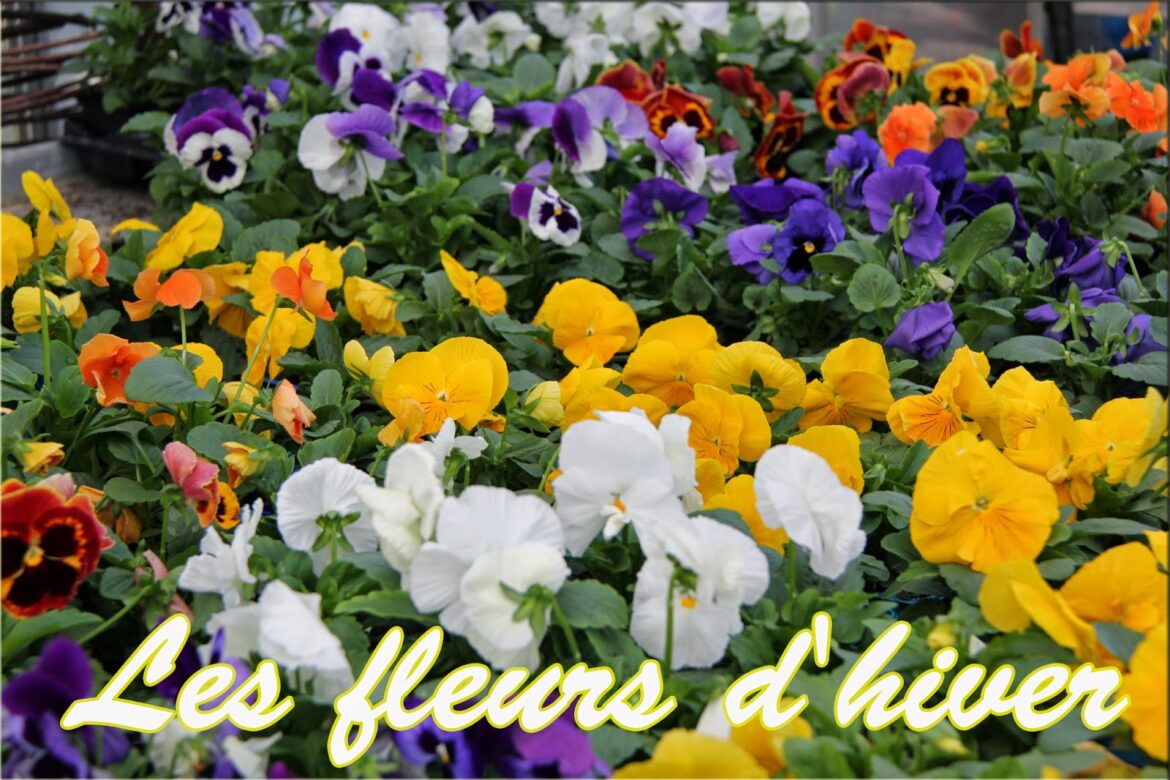 Quelle fleur planter en hivers ?
