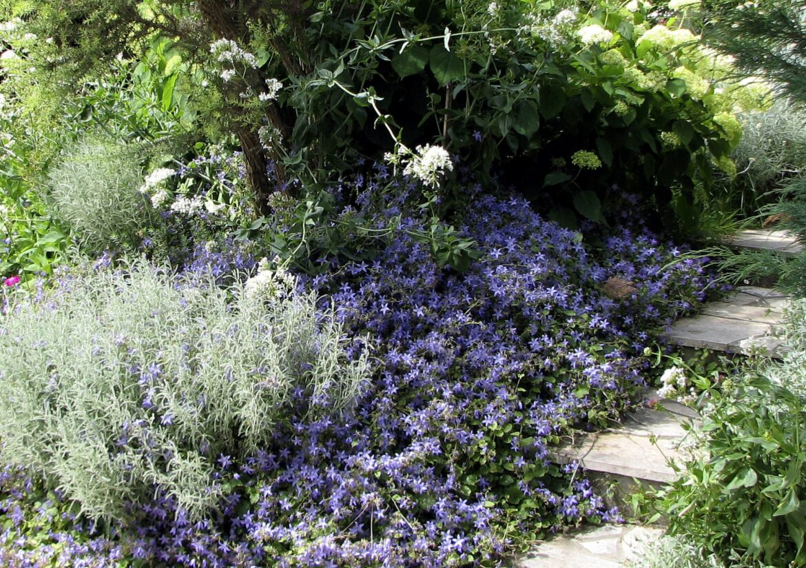 Quelle haie Planter dans un sol argileux ?
