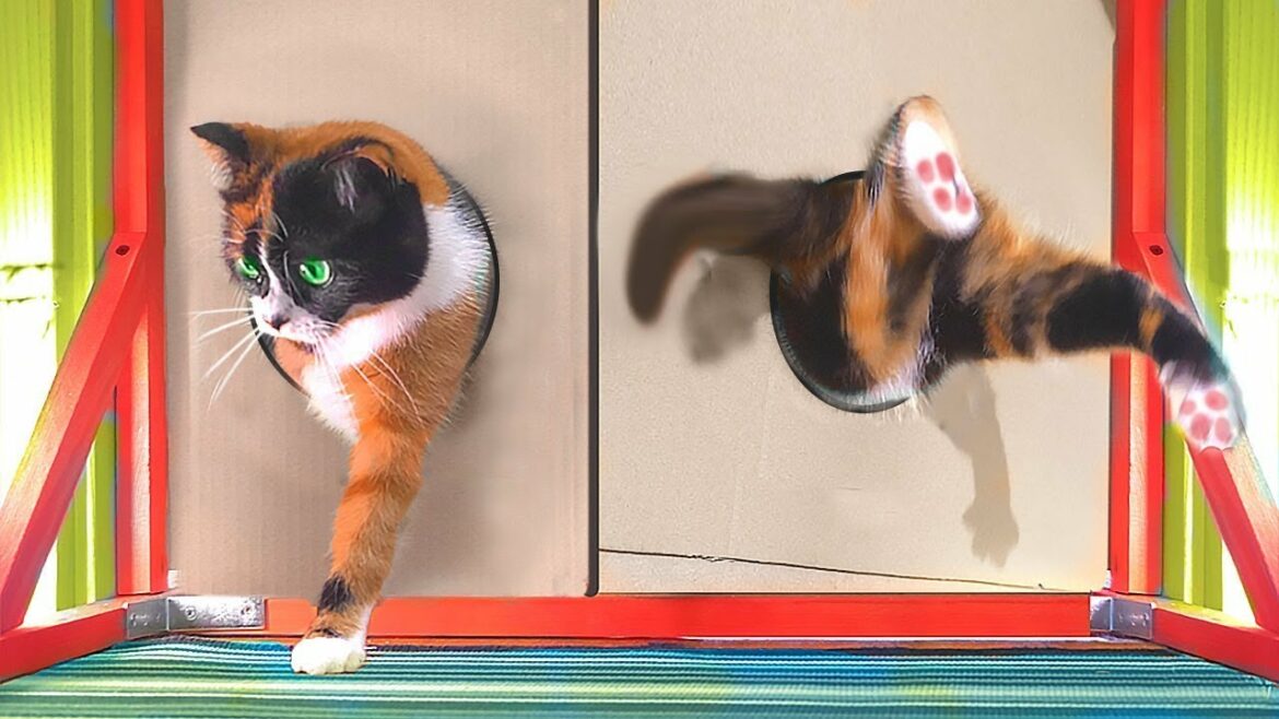 Quelle hauteur peut sauter une poule ?