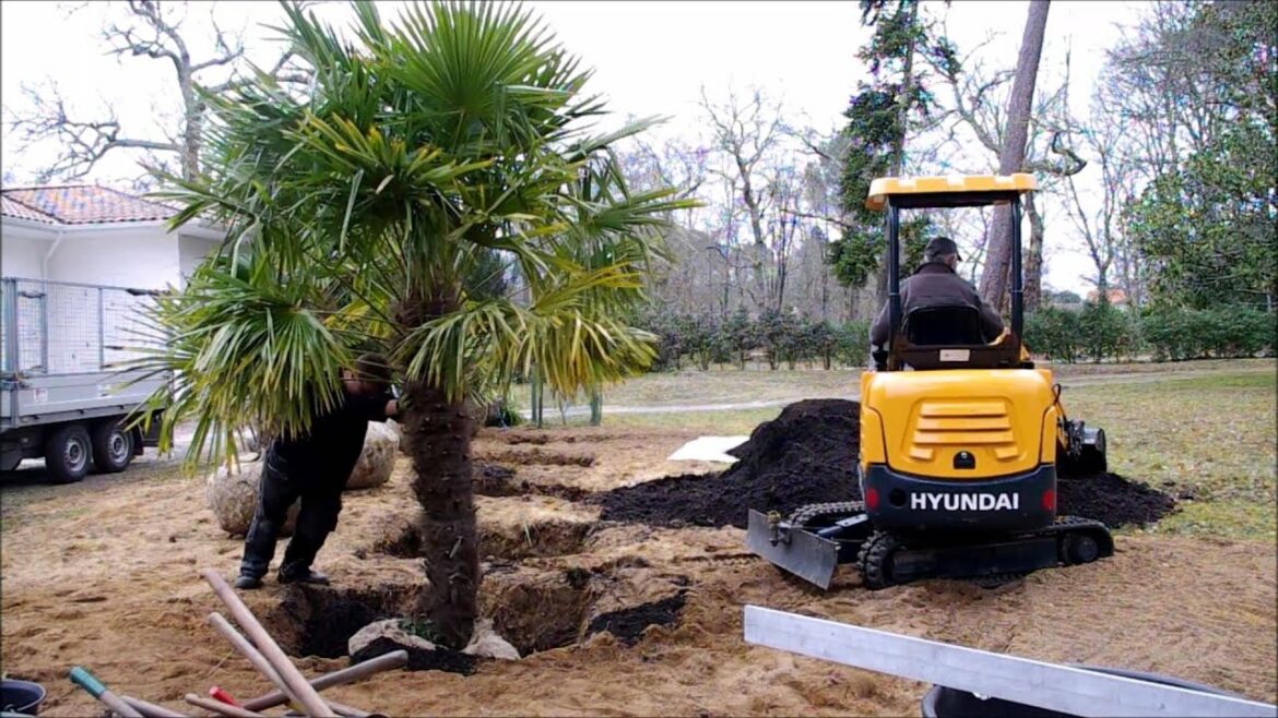 Quelle période pour déplacer un palmier ?