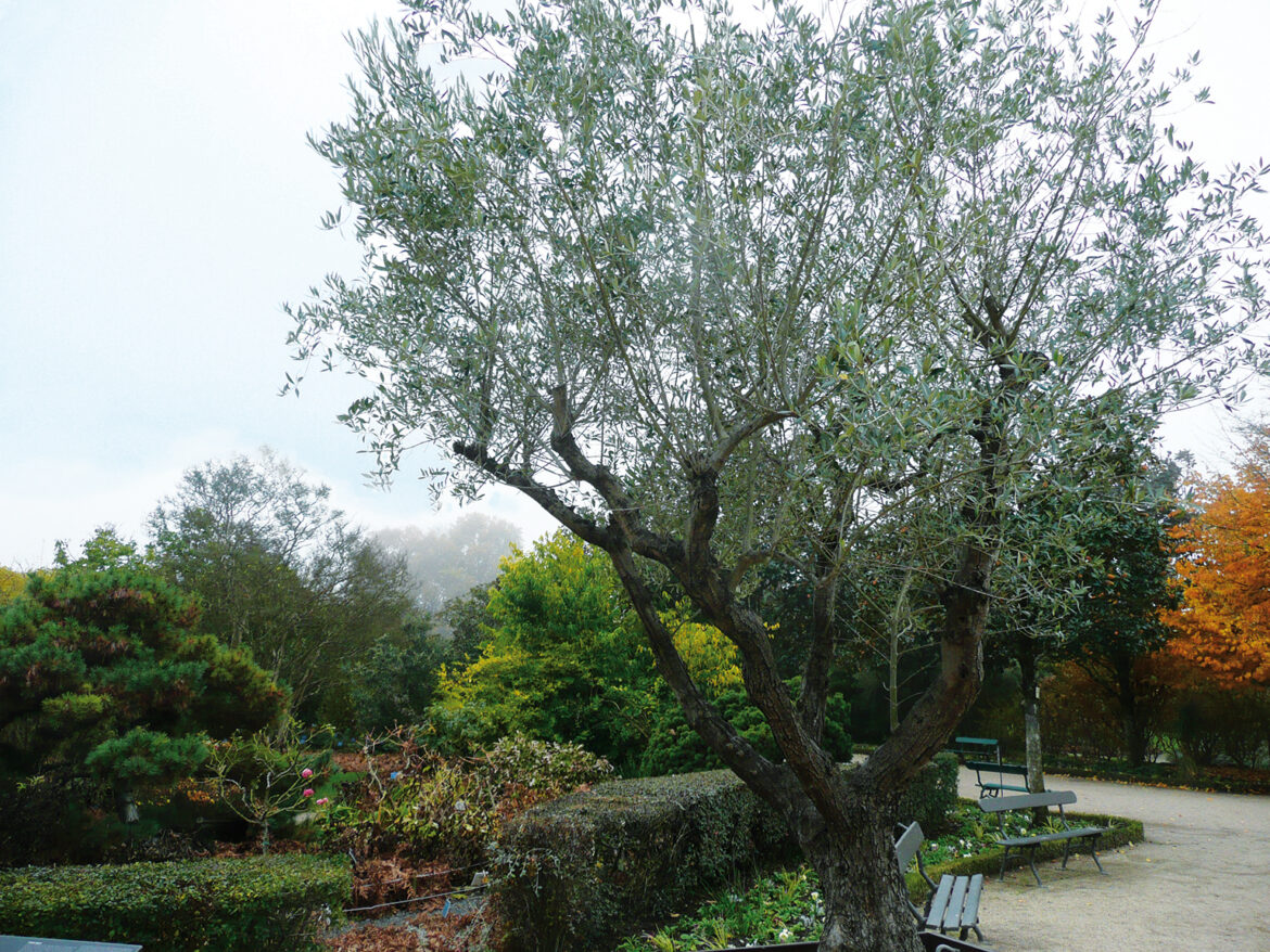 Quelle période pour tailler un olivier ?