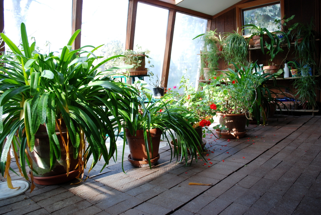 Quelle plante dans une véranda plein sud ? Housekeeping Magazine Idées Décoration