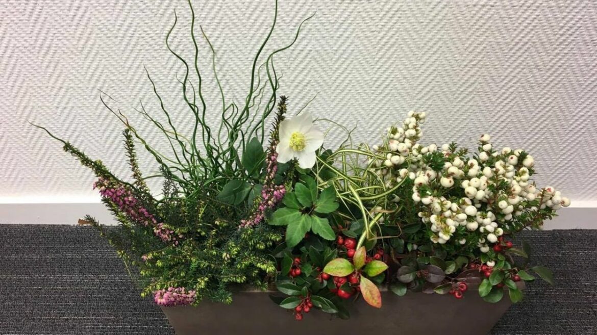 Quelle plante mettre dans une jardinière en hiver ?