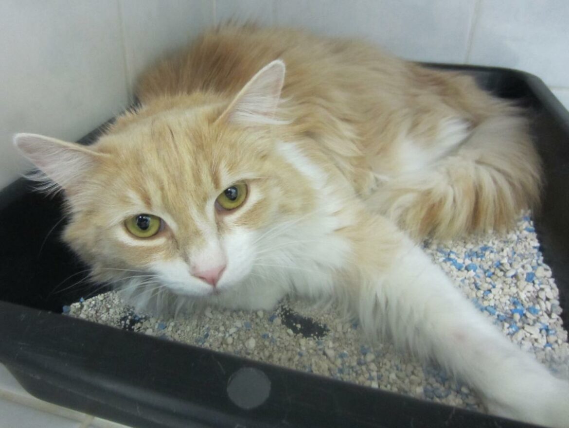 Quelle plante peut tuer un chat ?