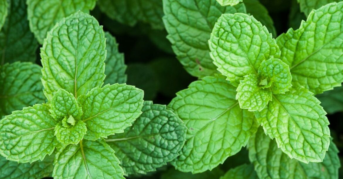 Quelle plante pour éloigner les pucerons ?