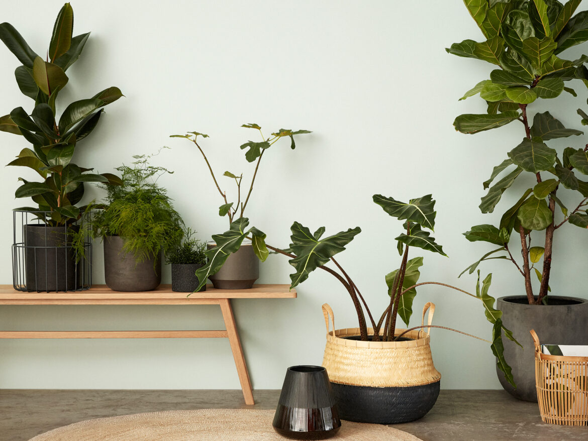 Quelle plante verte pour débutant ?