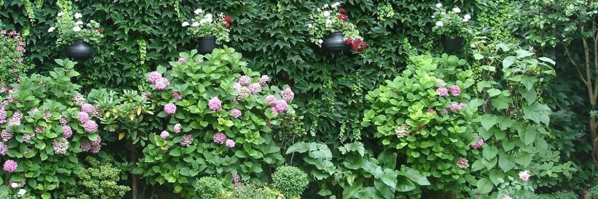 Quelle plante vivace planter à l'ombre ?