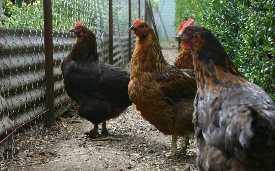 Quelle poule fait des œufs violet ?