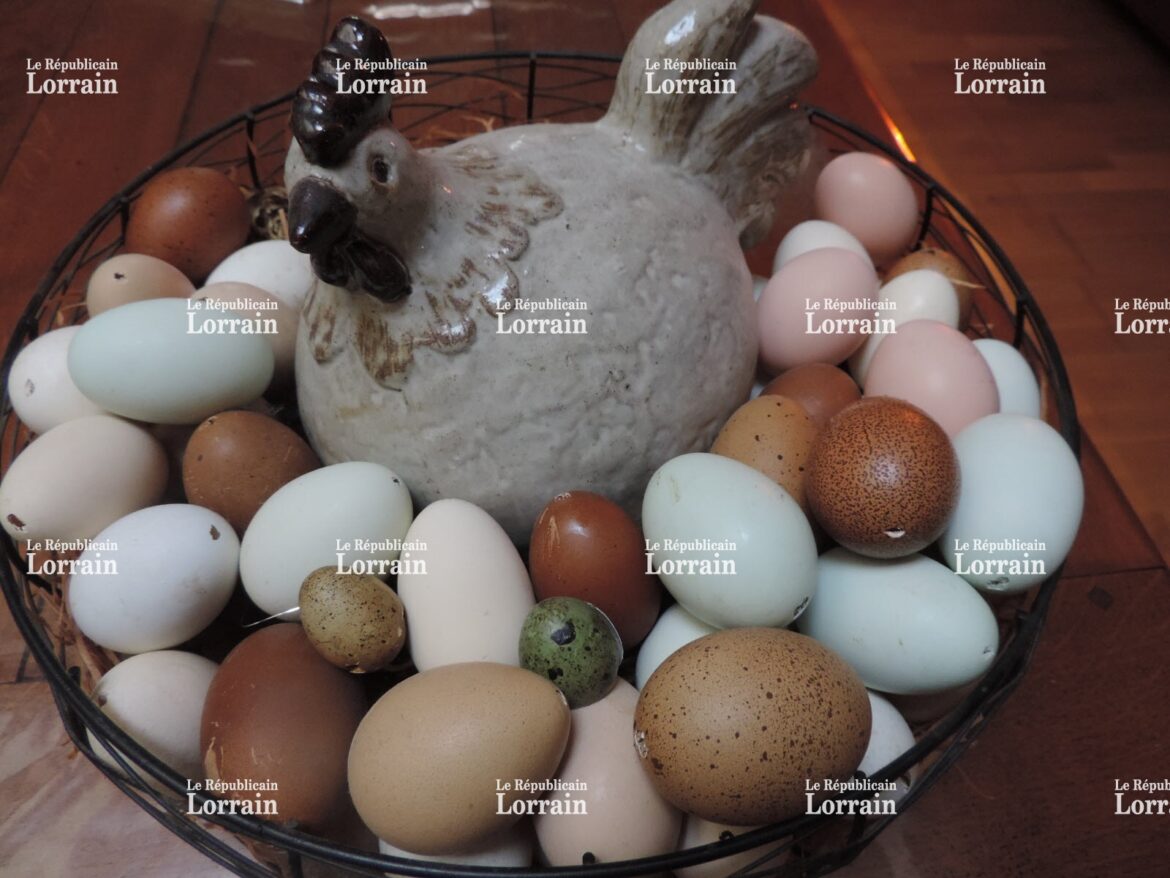 Quelle poule pond des œufs de couleur ?