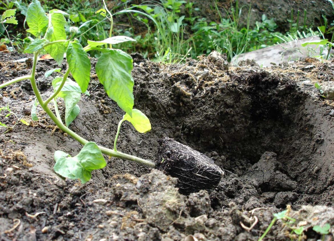 Quelle profondeur de terre pour les tomates ?