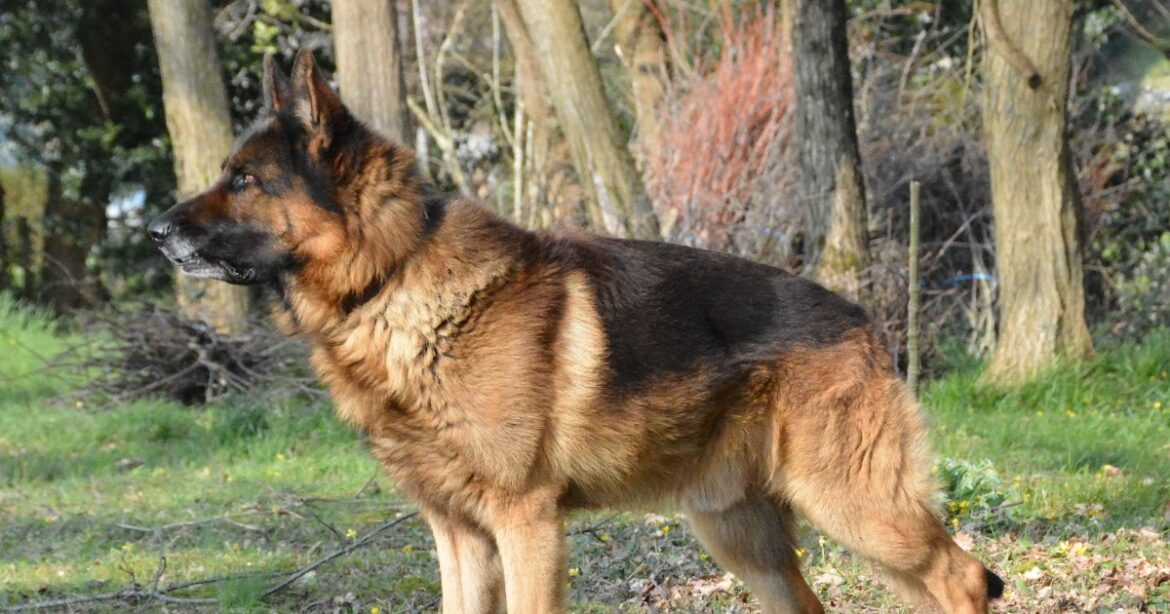 Quelle race de chien de taille moyenne et calme ?