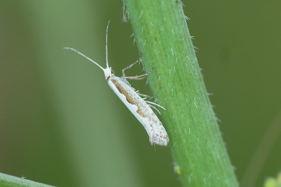 Quelle teigne en 5 lettres ?