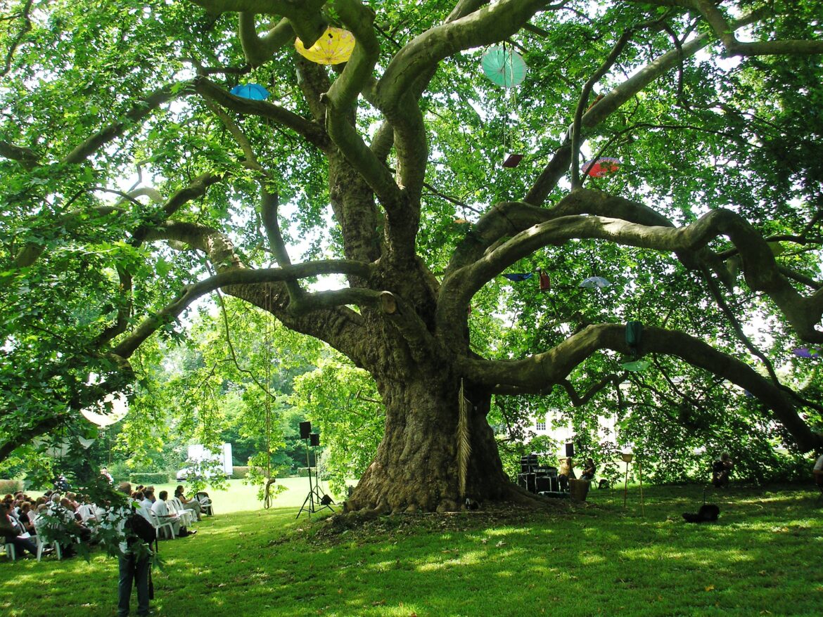 Quelle terre pour l'arbre à papillon ?