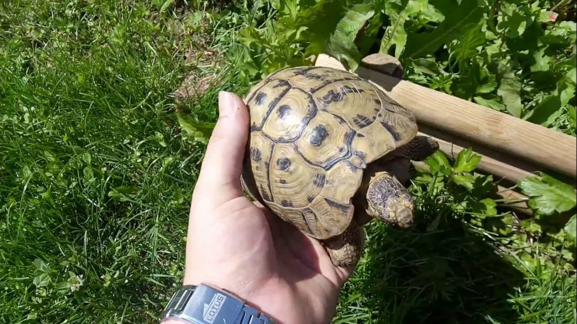 Quelle tortue pour mon jardin ?