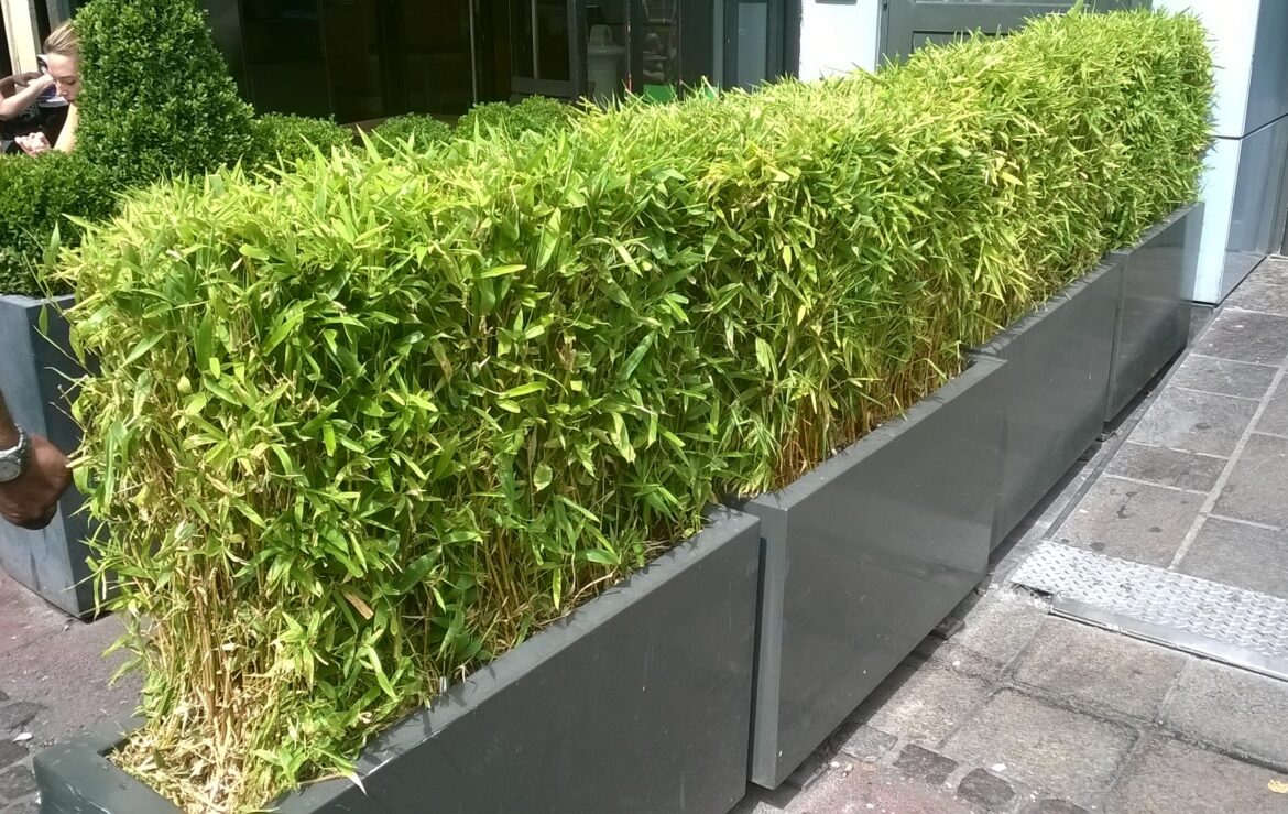 Quelle variété de bambou pour jardinière ?