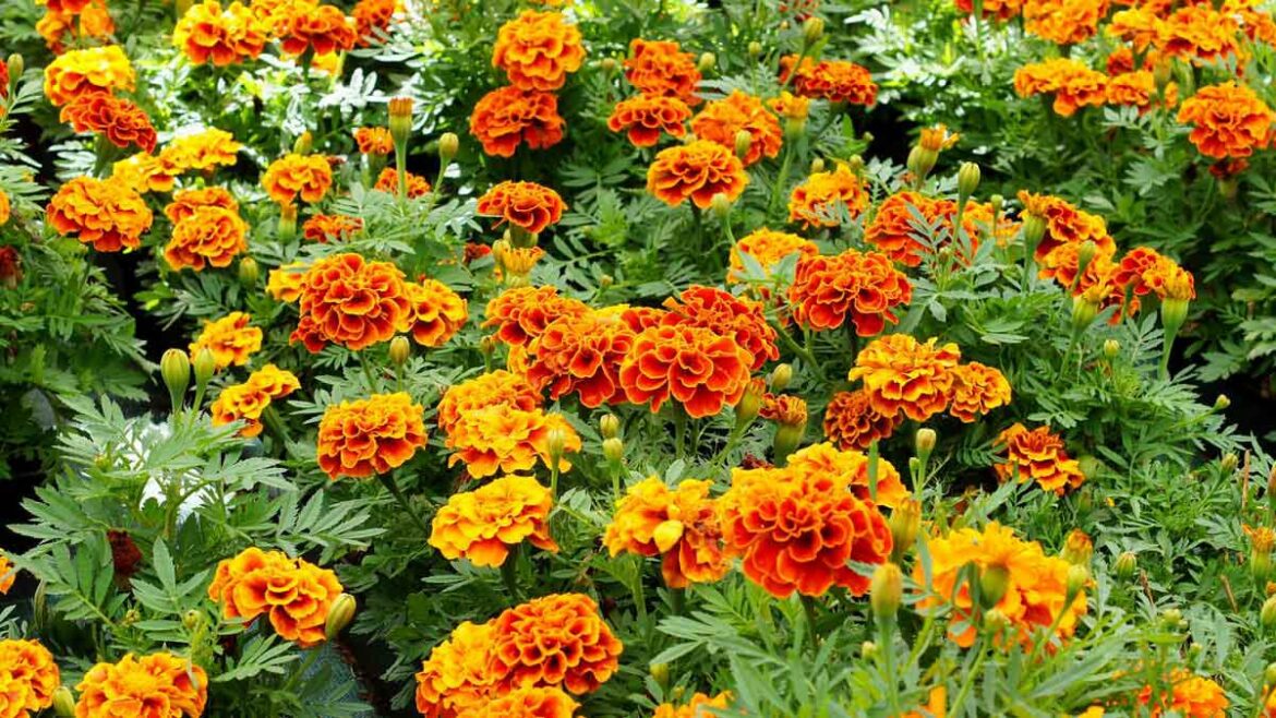 Quelles fleurs avec les oeillets d'Inde ?