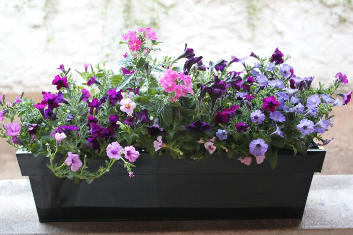 Quelles fleurs dans une jardinière ?