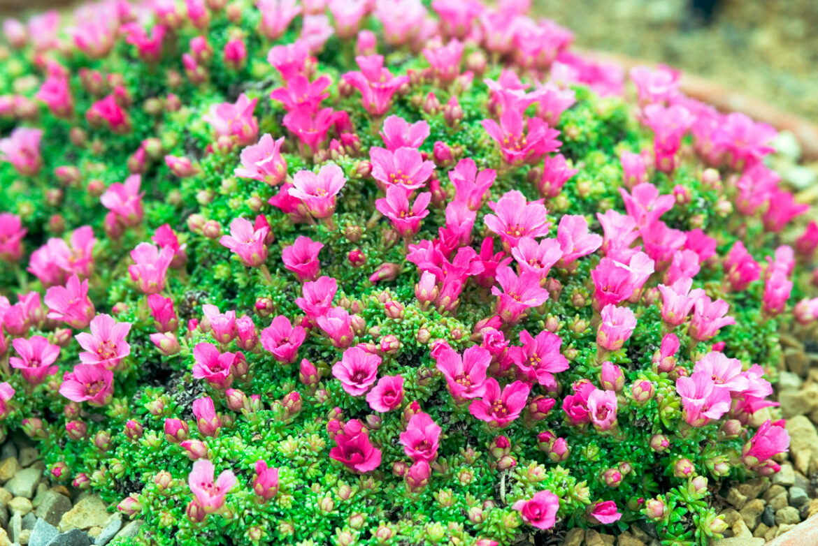 Quelles fleurs en Septembre-octobre ?