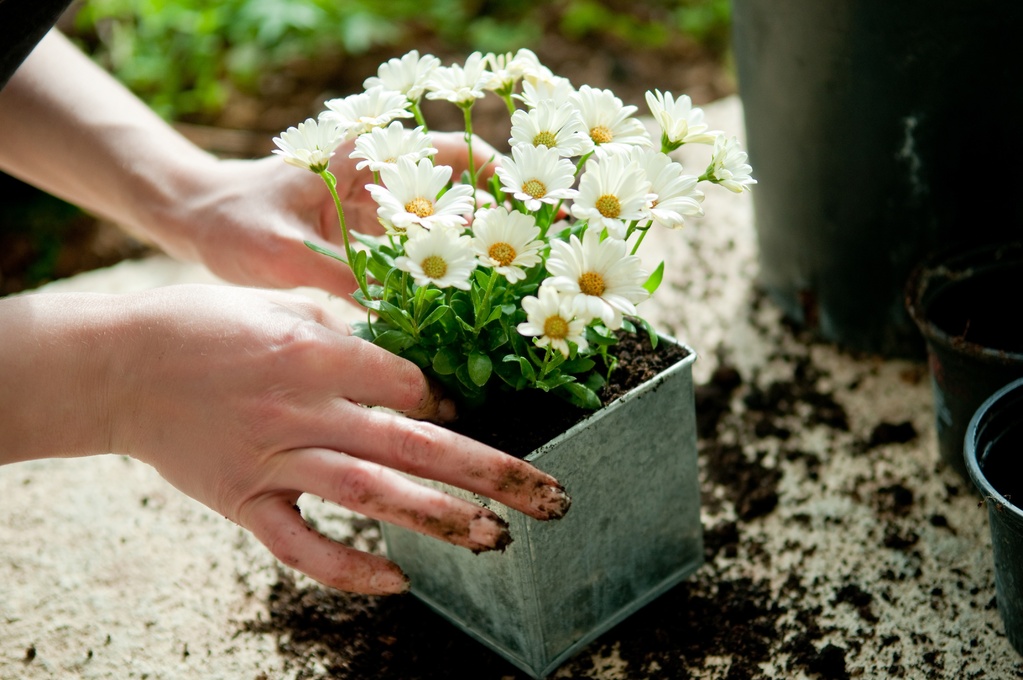Quelles fleurs planter maintenant ? - Housekeeping Magazine : Idées