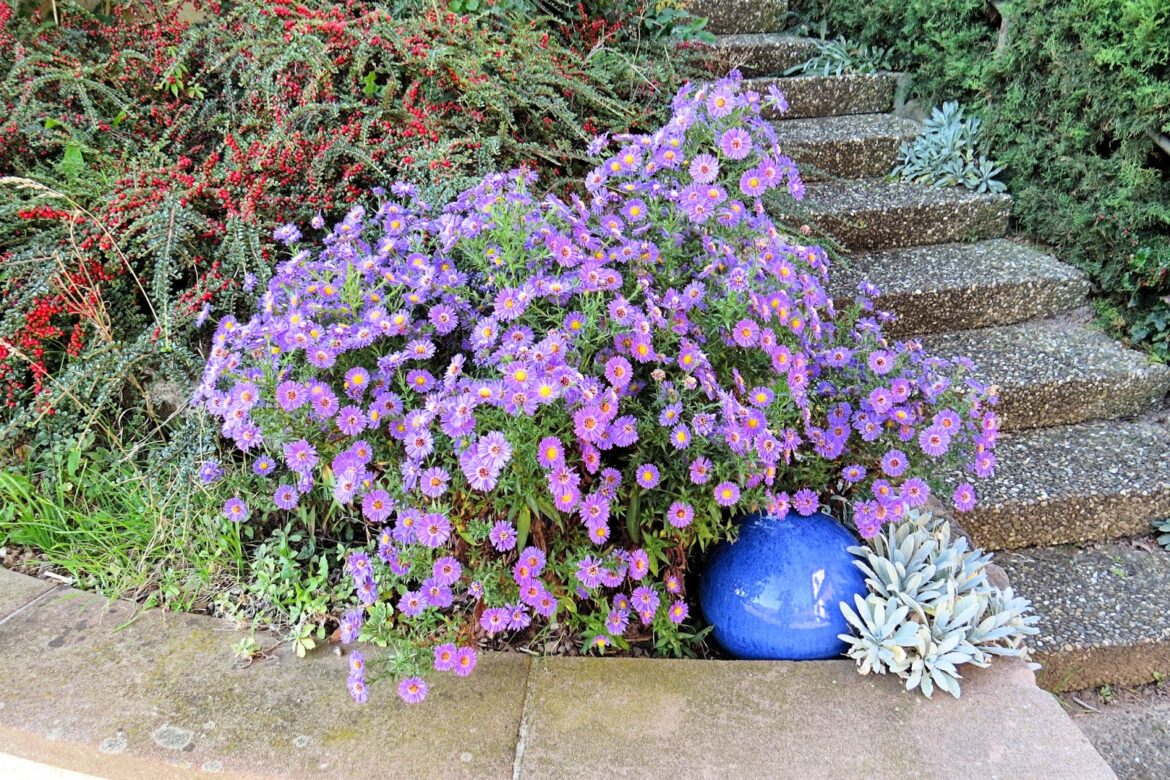 Quelles graines de fleurs planter en mars ?