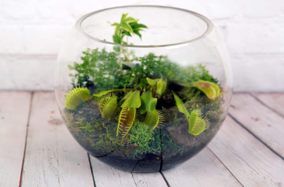 Quelles plantes mettre dans un terrarium ferme ?