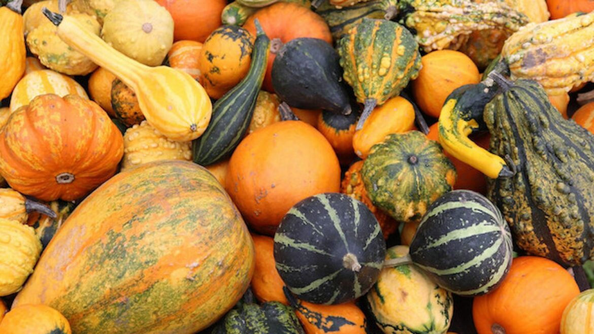 Quelles sont les courges toxiques ?
