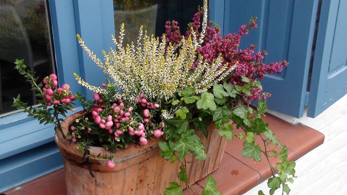 Quelles sont les fleurs d'automne ?