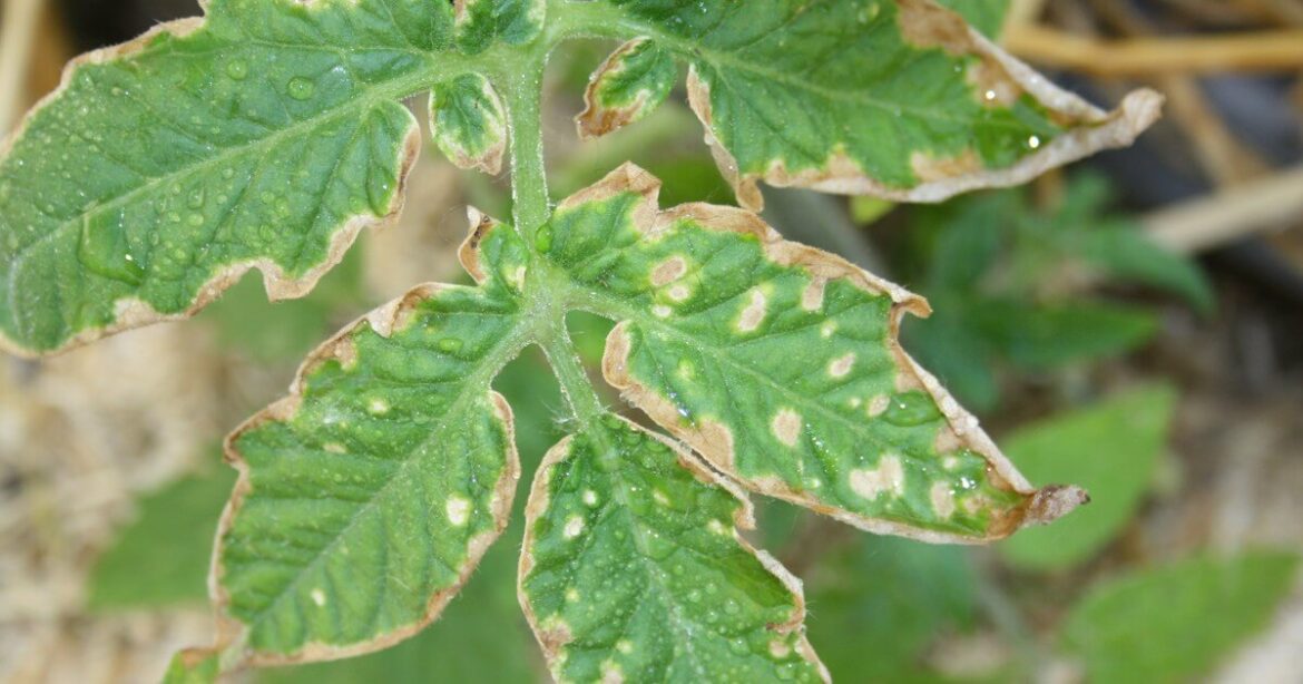 Quelles sont les maladies de la tomate ?