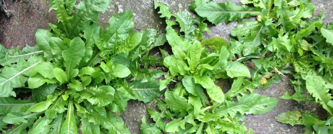 Quelles sont les mauvaises herbes au jardin ?