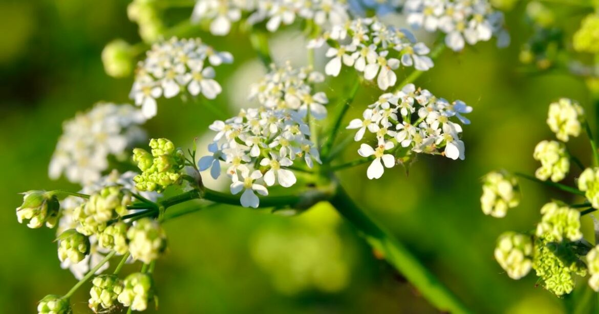 Quelles sont les plantes les plus mortelles ?