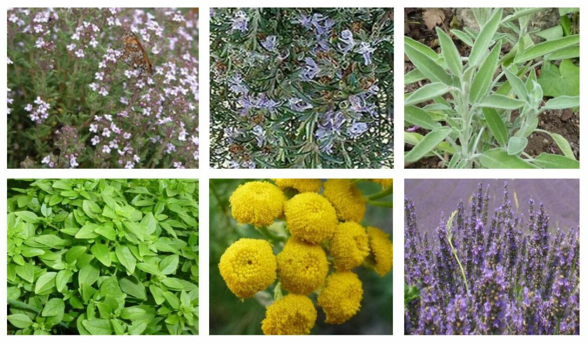 Quelles sont les principales plantes aromatiques ?