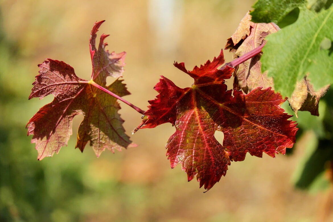 Quelles sont les vertus de la vigne rouge ?