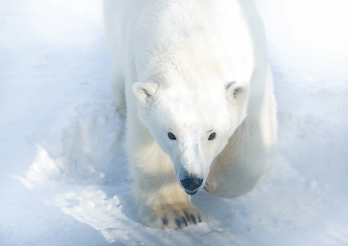 Quels animaux vivent dans les combles ?