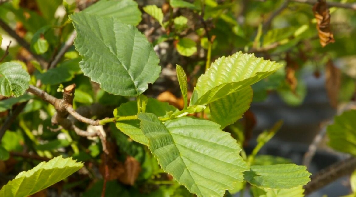 Quels arbres sont allergisants ?